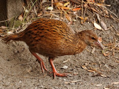 Stewart Island Weka