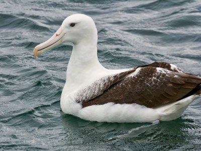Southern Royal Albatross
