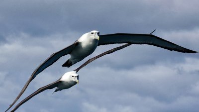 New Zealand White-capped Albatross