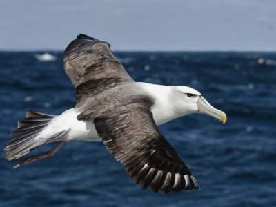 NZ White-capped Albatross