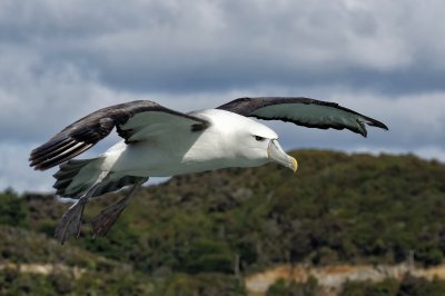 New Zealand White-capped Albatross