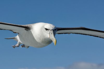 New Zealand White-capped Albatross 