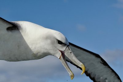 New Zealand White-capped Albatross 