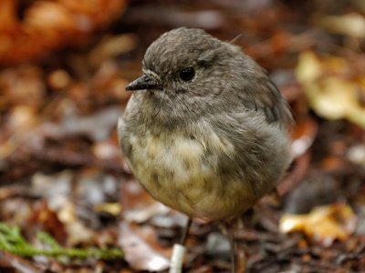 Steward Island Robin