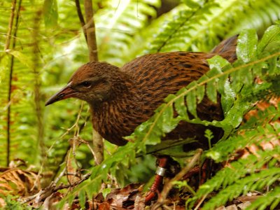 Stewart Island Weka 