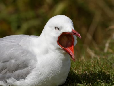 Red-billed Gull 