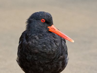 Variable Oystercatcher 