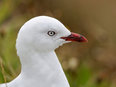 Red-billed Gull 