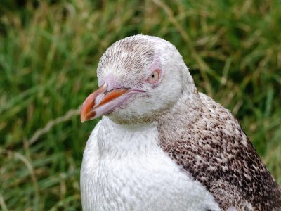 Yellow-eyed Penguin 