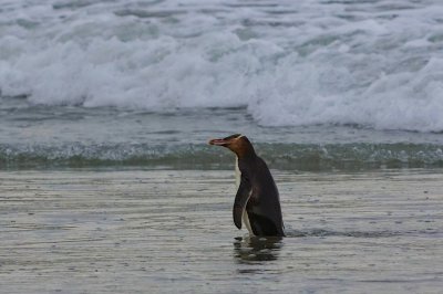 New Zealand Birds 2014