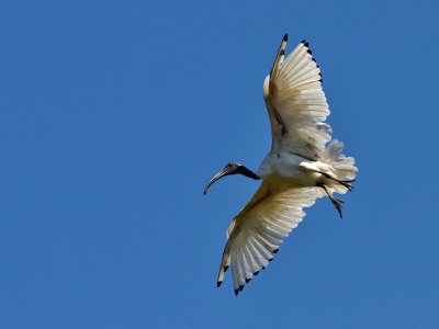 Australian White Ibis 