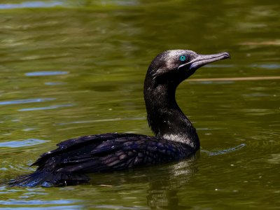 Little Black Cormorant 