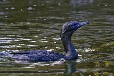 Little Black Cormorant 