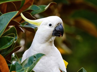 Sulphur-crested Cockatoo 