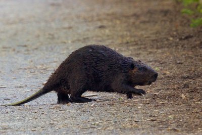 Beaver at Radnor Lake