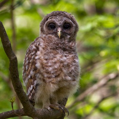 Young Barred Owl