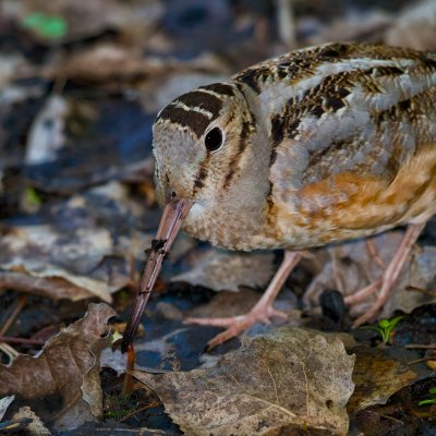 Ohio Birds 2014