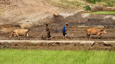 Rural DPRK 