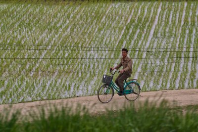 Riding past rice fields