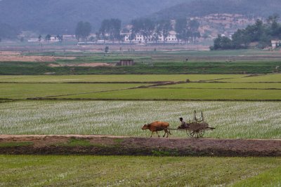 Ox cart in the fields