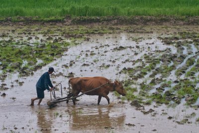 Plowing the filed with an ox