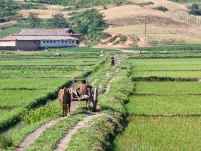 Ox cart going through fields