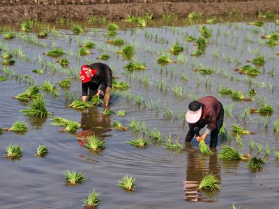 Transplanting rice in the field