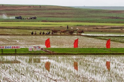Flags in the rice field