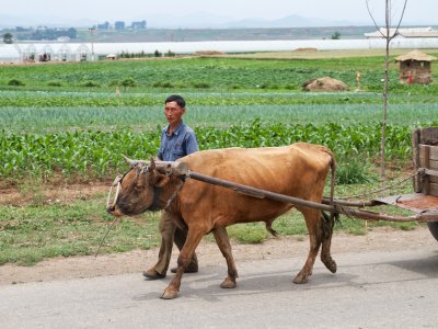 Ox cart and handler