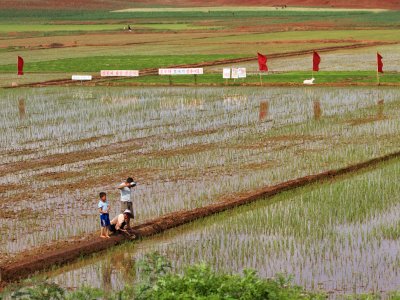 Colorful rice fields