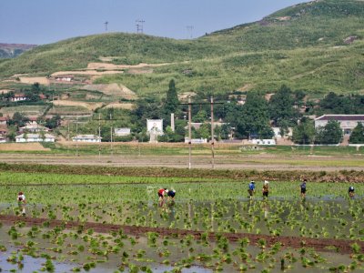 Working in the rice fields - DPRK