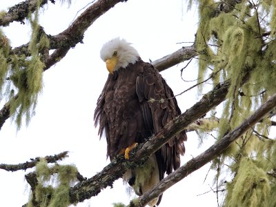 Bald Eagle, Vancouver Island