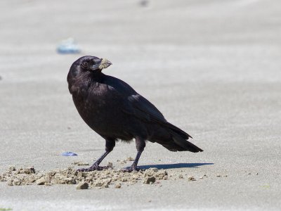 Northwestern Crow, Vancouver Island
