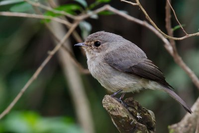 African Grey Flycatcher