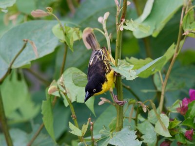 Baglafecht Weaver 