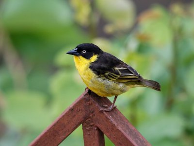 Baglafecht Weaver 