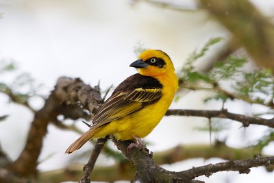 Baglafecht Weaver