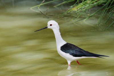 Black-winged Stilt