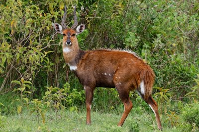 Bushbuck 