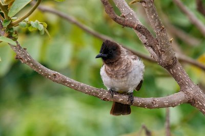 Common Bulbul (Dark-capped)