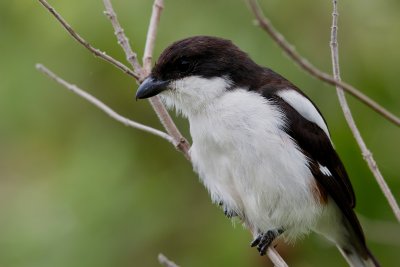 Common Fiscal 
