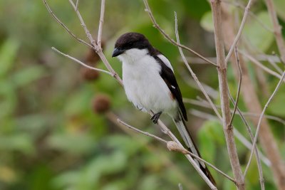 Common Fiscal