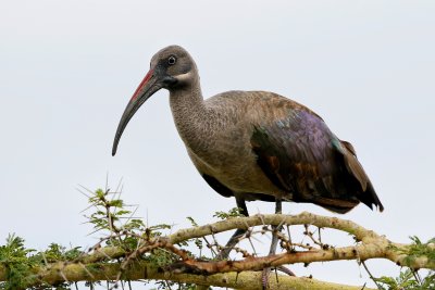 Hadeda Ibis 