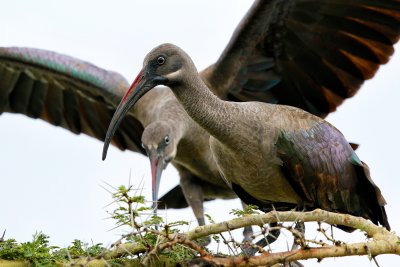 Hadeda Ibis 