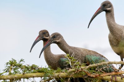 Hadeda Ibis 