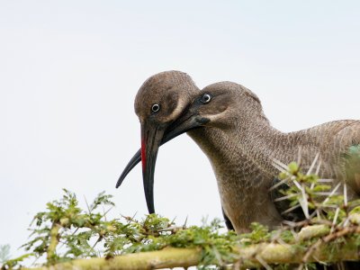 Hadeda Ibis 