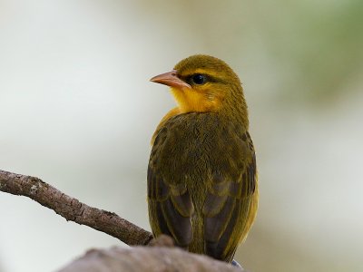 Juvenile Spectacled Weaver