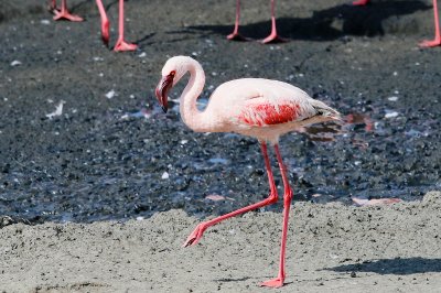 Lesser Flamingo 