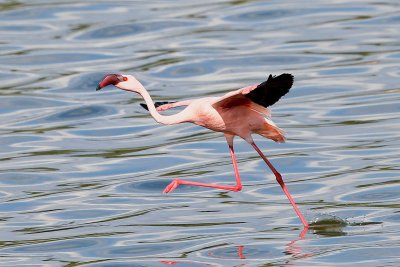 Lesser Flamingo 