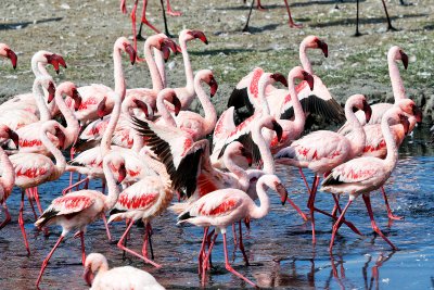 Lesser Flamingos 